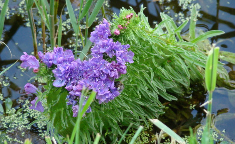 Fasciazione, probabilmente di Echium vulgare